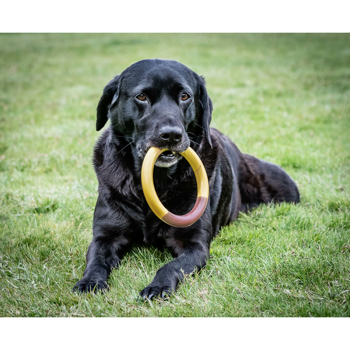 Image secondaire de Jouet pour chien Nylabone Ring Jaune Hamburgers L