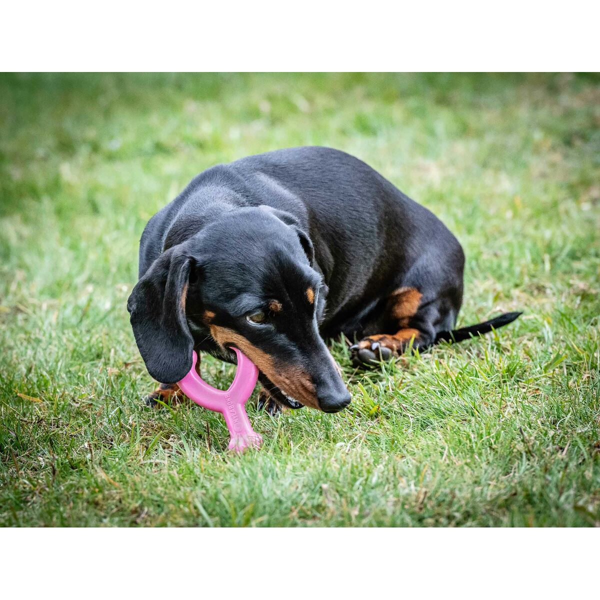 Image secondaire de Jouet pour chien Nylabone WISHBONE Rose Poulet XS
