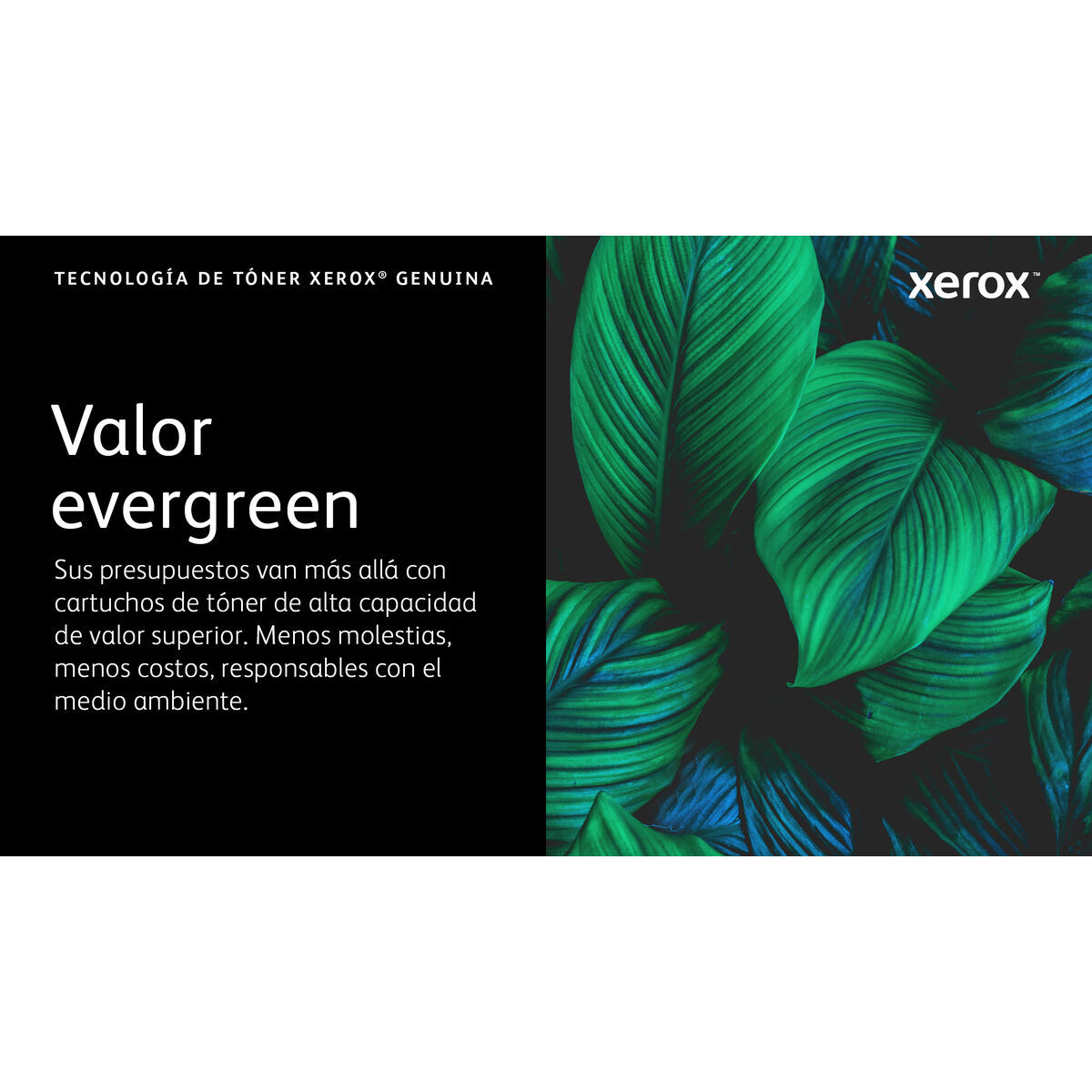Picture of Toner Xerox 006R04626 Black Magenta (1 Unit)