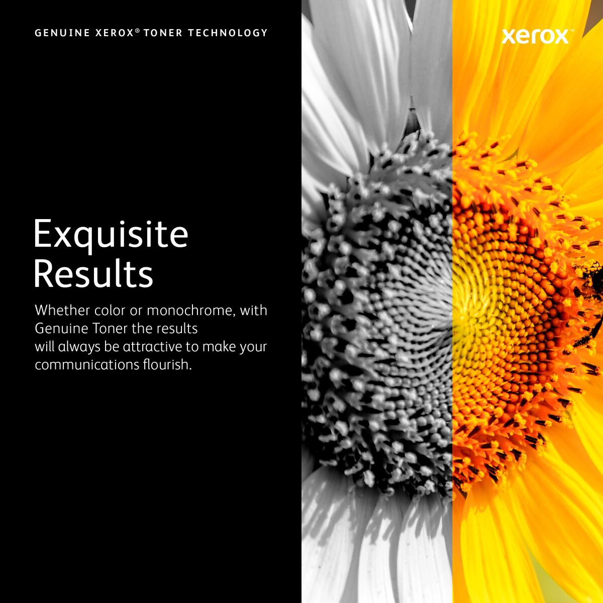 Bild von Original Ink Cartridge Xerox 116R00039