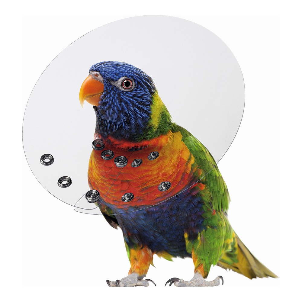 Collar Isabelino para Pájaros KVP Saftshield Transparente (12-14 cm)