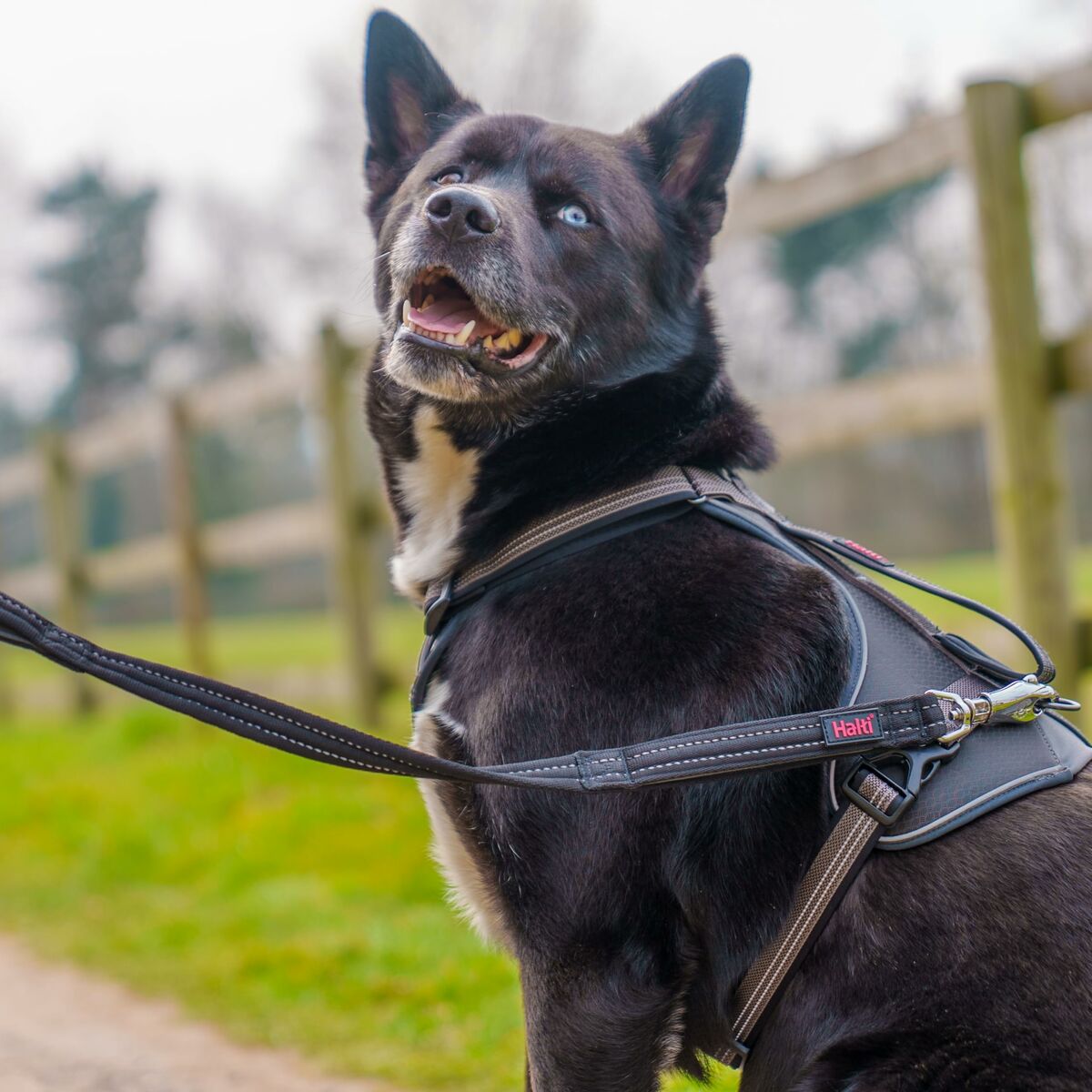 Training lead Company of Animals HALTI BRIG SAFETY Black, view 3