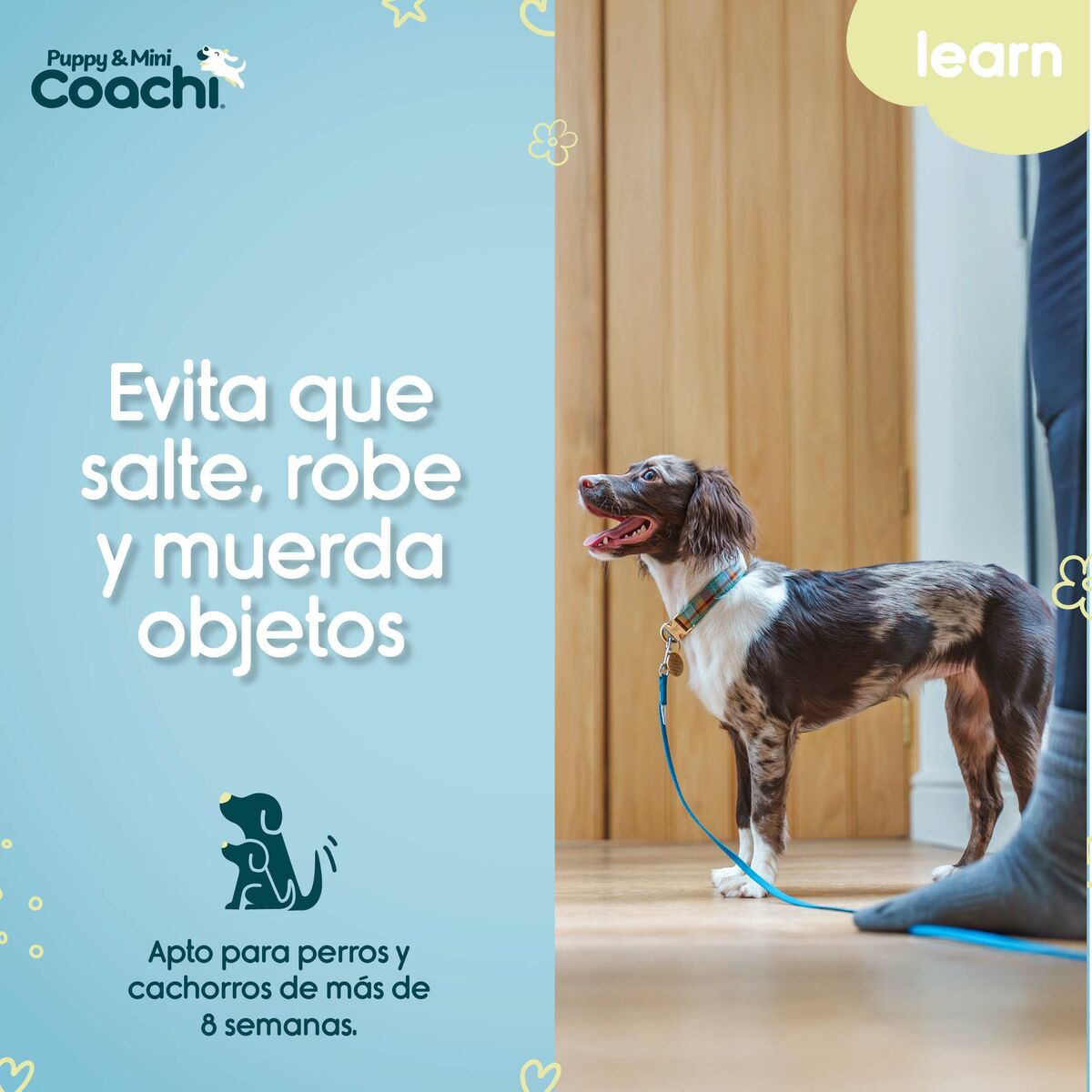 Training lead Coachi Puppy & Mini Green 2,5 m, view 2