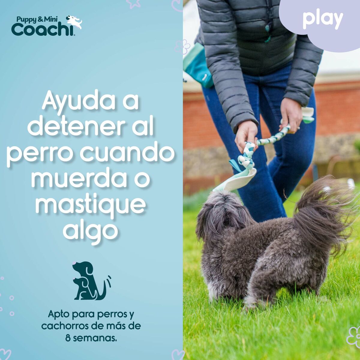 Harnais pour Chien Coachi
