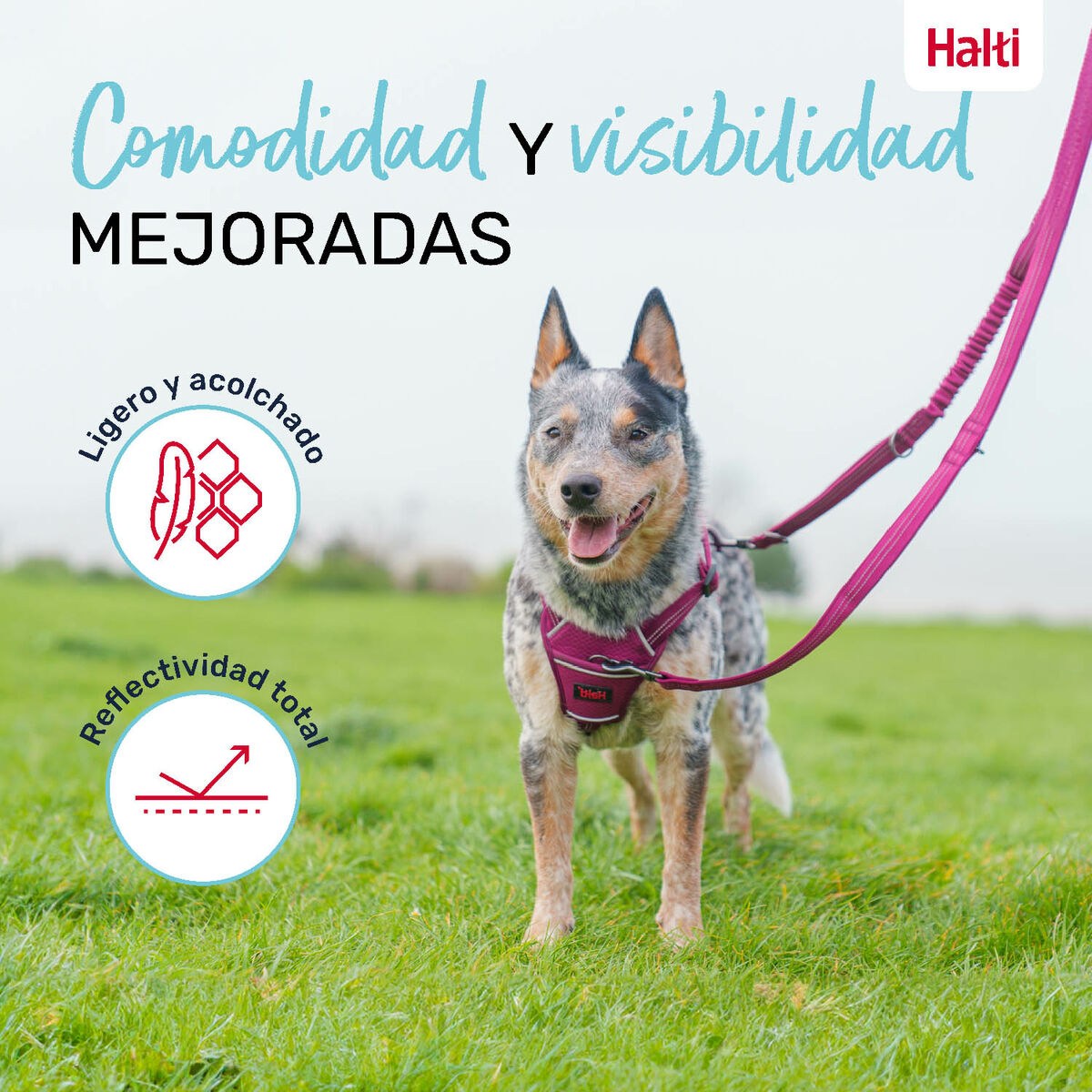 Hondenriem Company of Animals Groen S