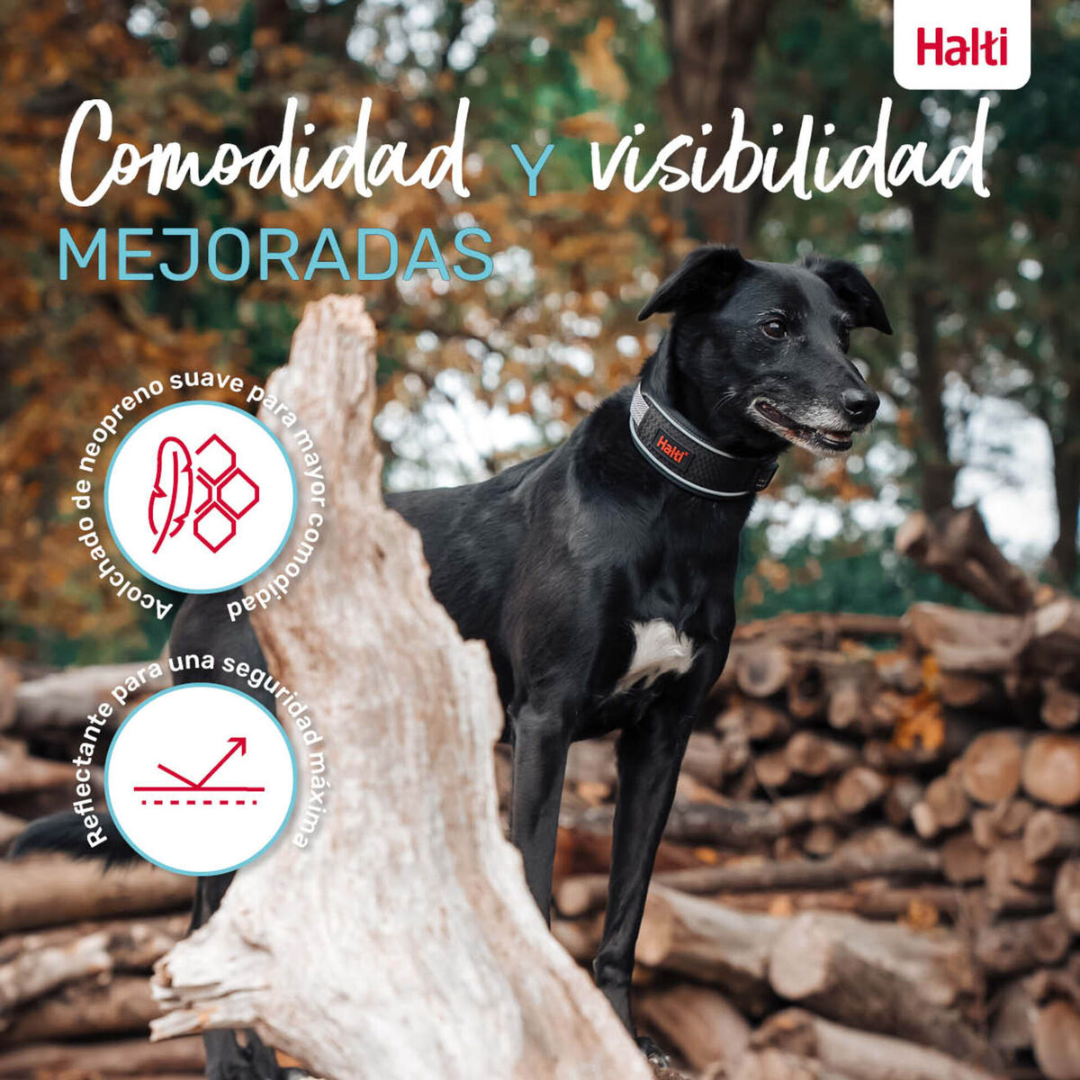 Dog collar Company of Animals Grey, view 6