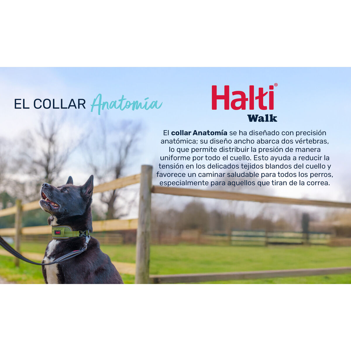 Hondenhalsband Company of Animals Groen