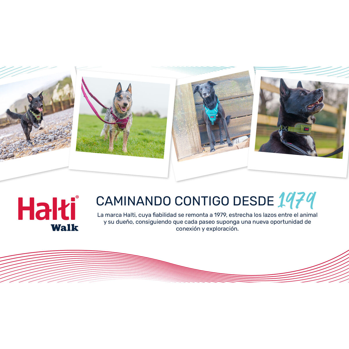 Hondenhalsband Company of Animals Groen