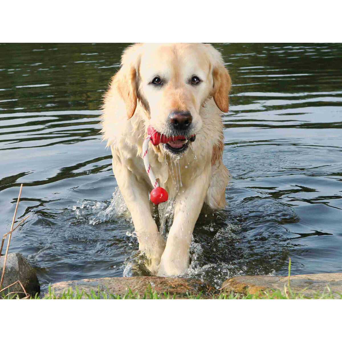 Dog toy Trixie Natural rubber 22 cm, view 5
