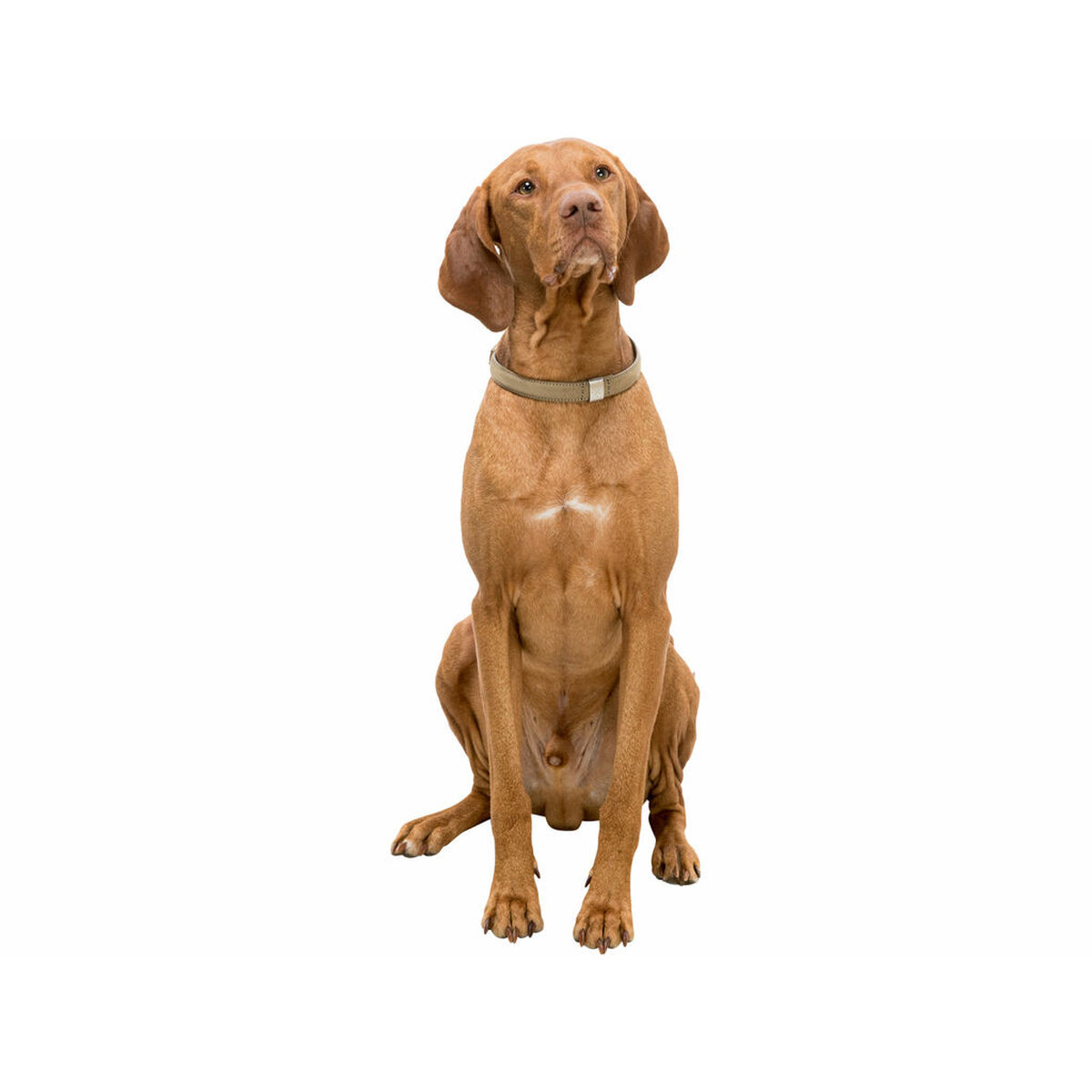 Dog collar Trixie BE NORDIC Sand M 45 cm, view 6