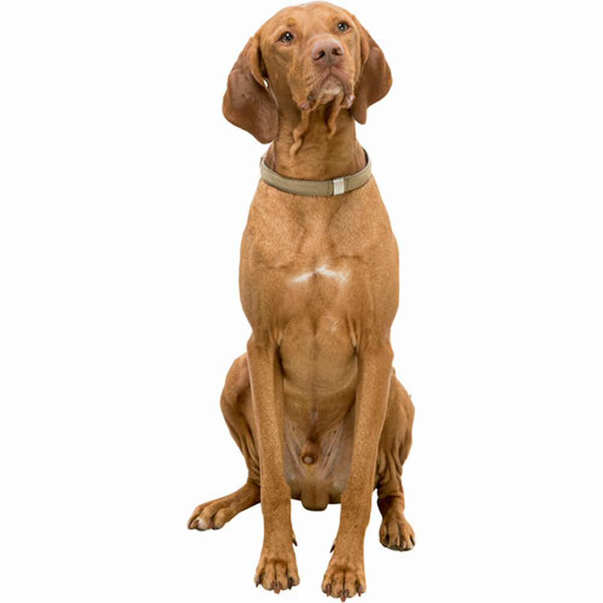 Dog collar Trixie BE NORDIC Sand M 45 cm, view 3