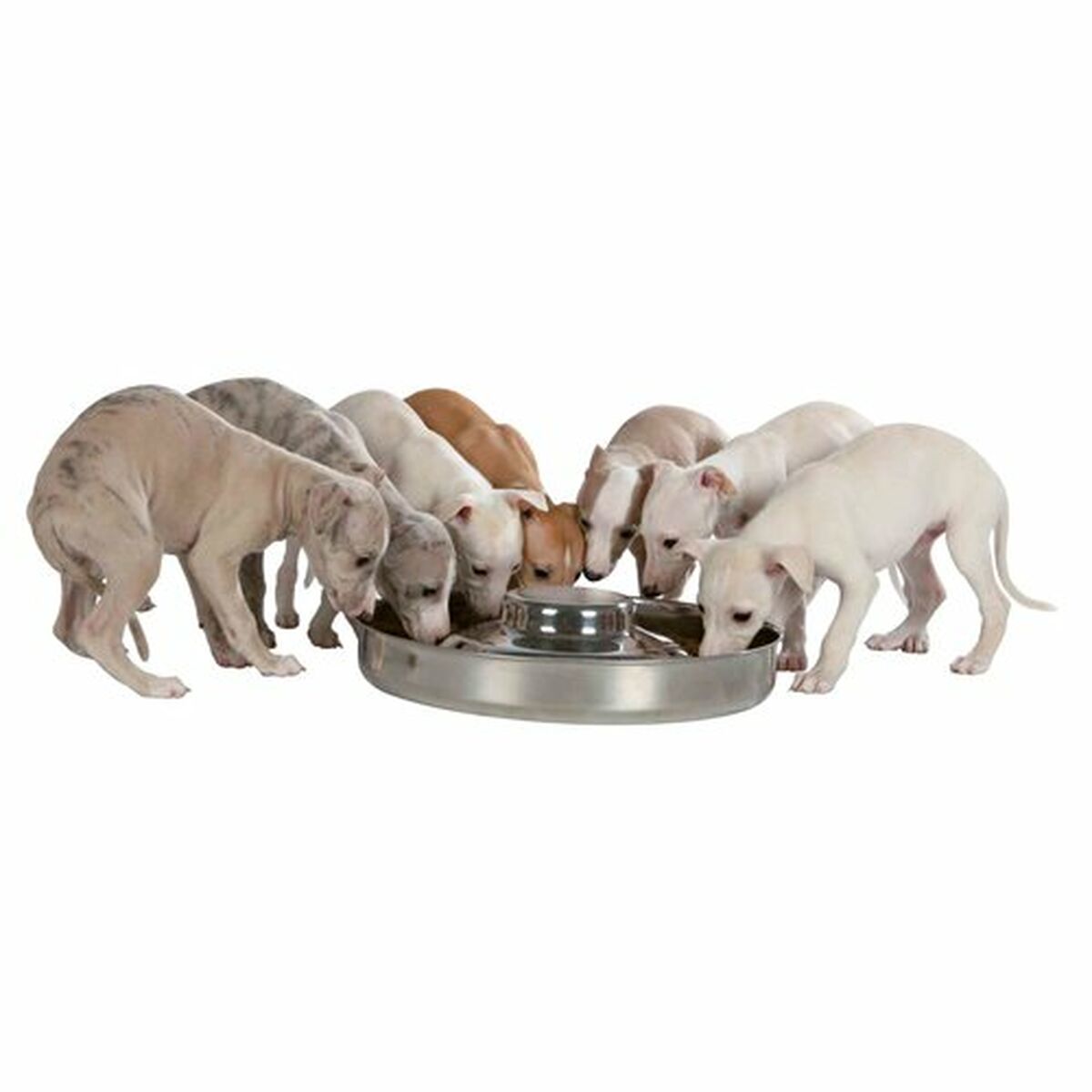 Dog Feeder Trixie Junior Stainless steel Ø 38 cm 4 L, view 4