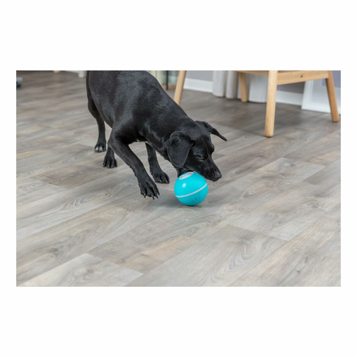 Dog toy Trixie Blue Natural rubber Plastic TPR Ø 7,5 cm Snacks, view 4