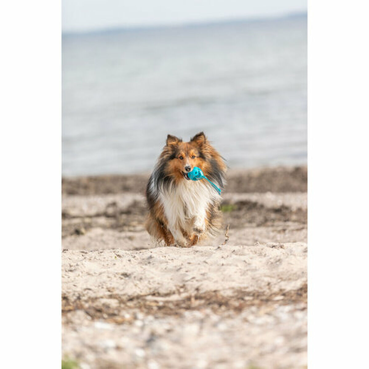 Dog toy Trixie Turquoise  6 x 23 cm Ball