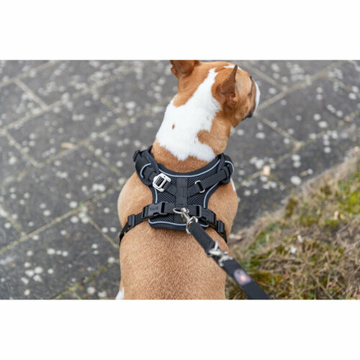 Dog Harness Trixie Premium FlexMesh Black M, view 4