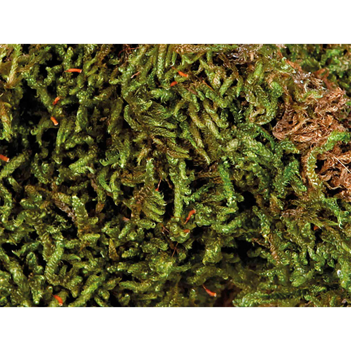 Substrate Trixie 200 g Moss, view 3
