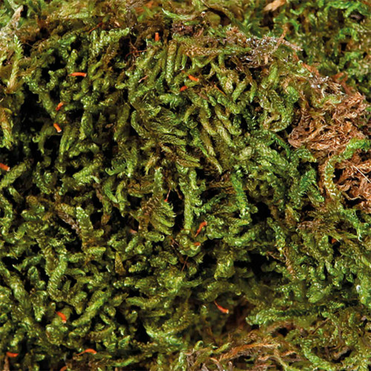 Substrate Trixie 200 g Moss, view 4