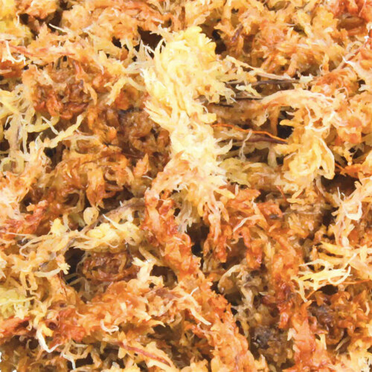 Substrate Trixie Moss, view 4