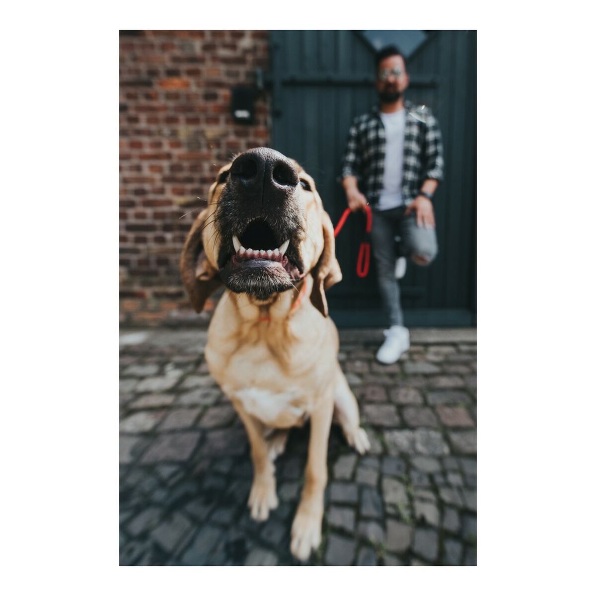 Dog Lead Hunter FREESTYLE Red 110 cm, view 2