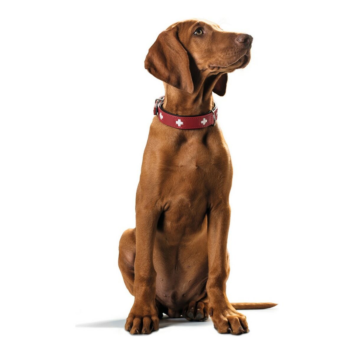 Dog collar Hunter Swiss Red/Black (24-28.5 cm), view 3