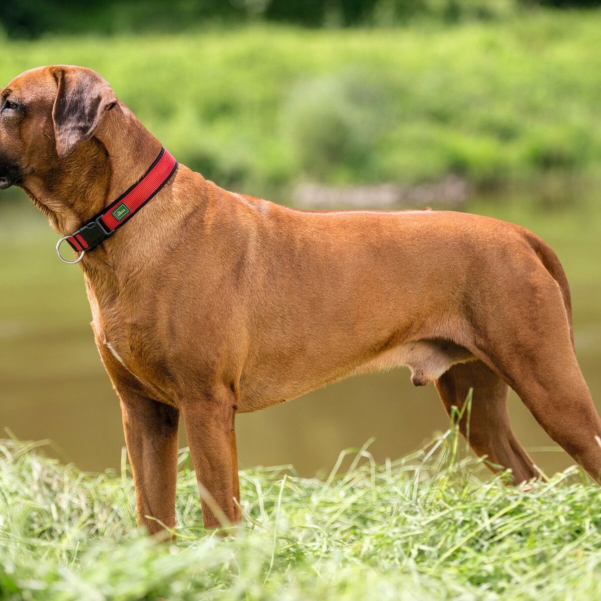 Dog collar Hunter Neopren Vario Red (40-45 cm), view 3