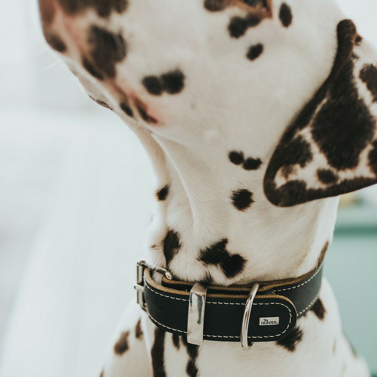 Dog collar Hunter Aalborg Black (24-30 cm), view 5