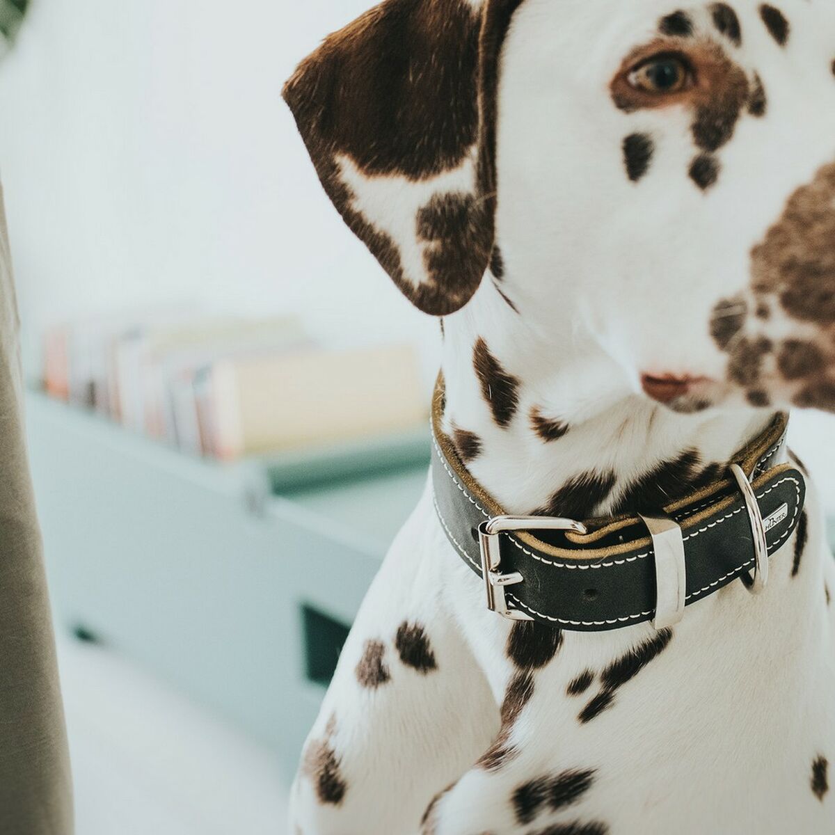 Dog collar Hunter Aalborg Black (24-30 cm), view 6