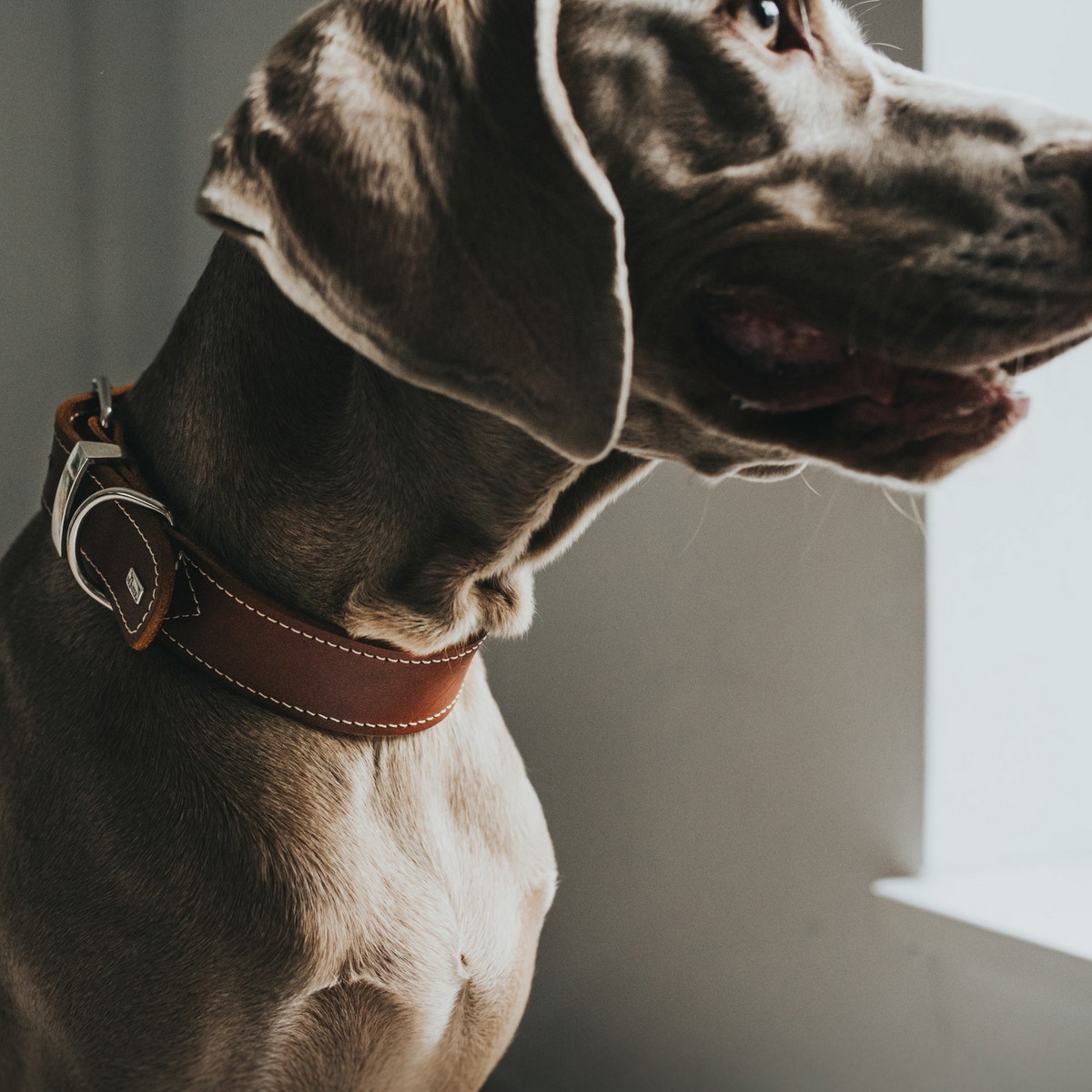 Dog collar Hunter Aalborg Special Cognac 36-44 cm, view 2