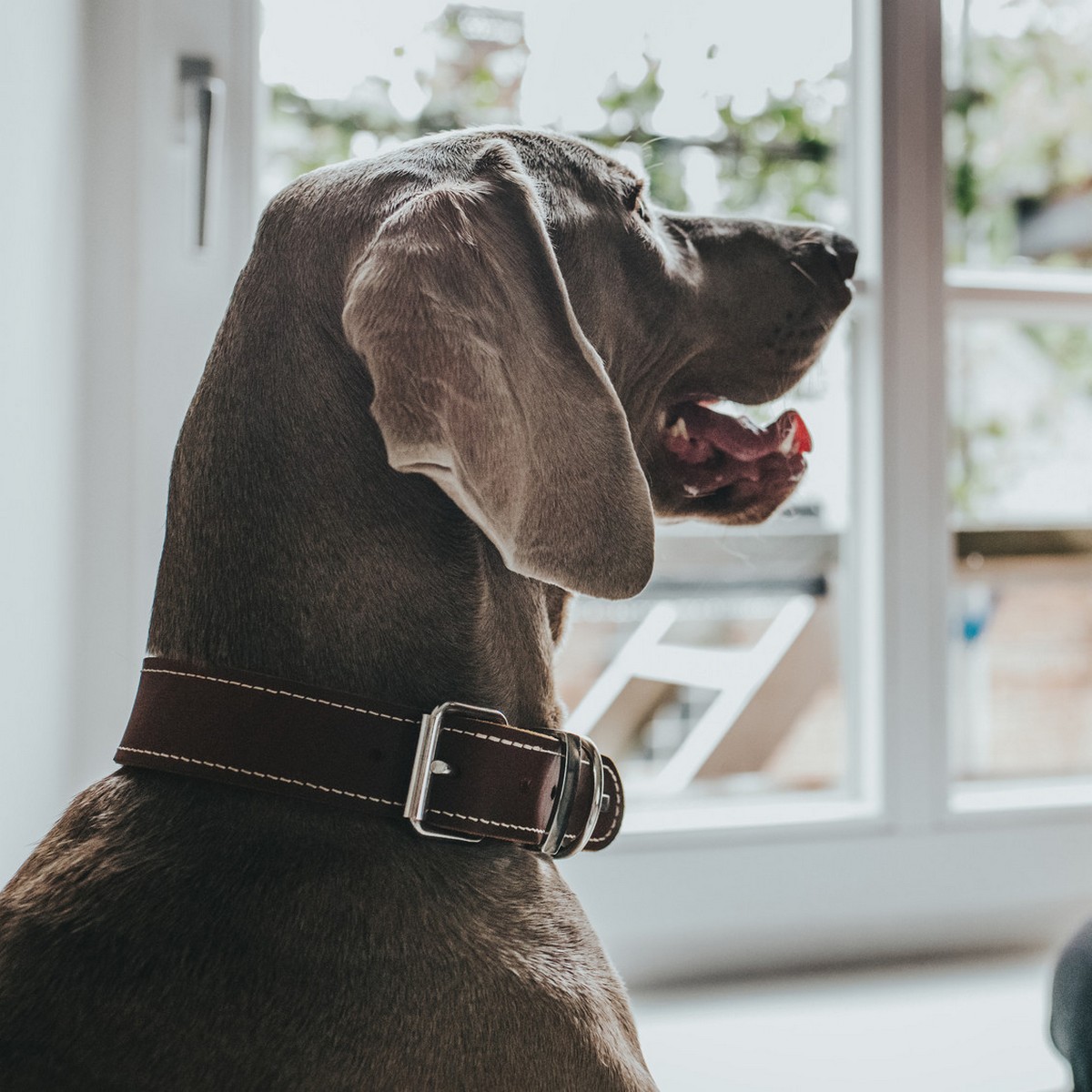 Dog collar Hunter Aalborg Special Cognac 36-44 cm, view 3