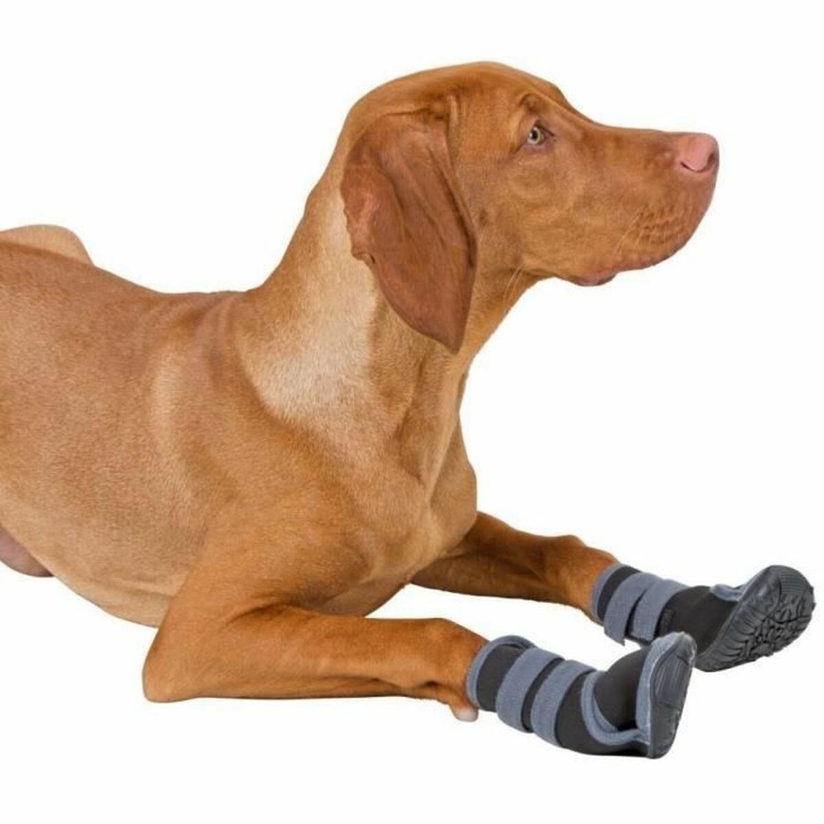 Schoenen voor honden Kerbl Zwart XL