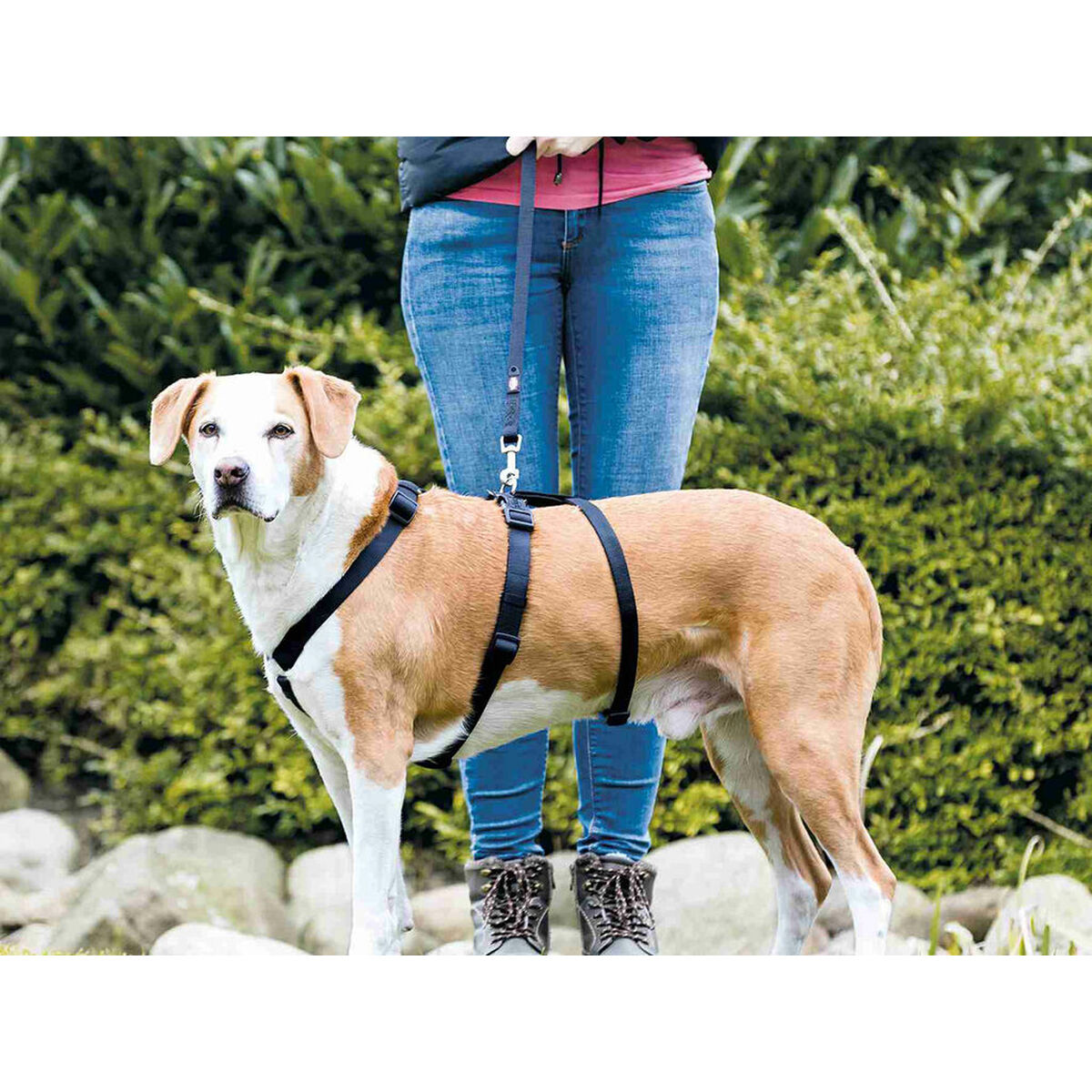 Guide harness for dog Trixie Stay Black L/XL, view 3