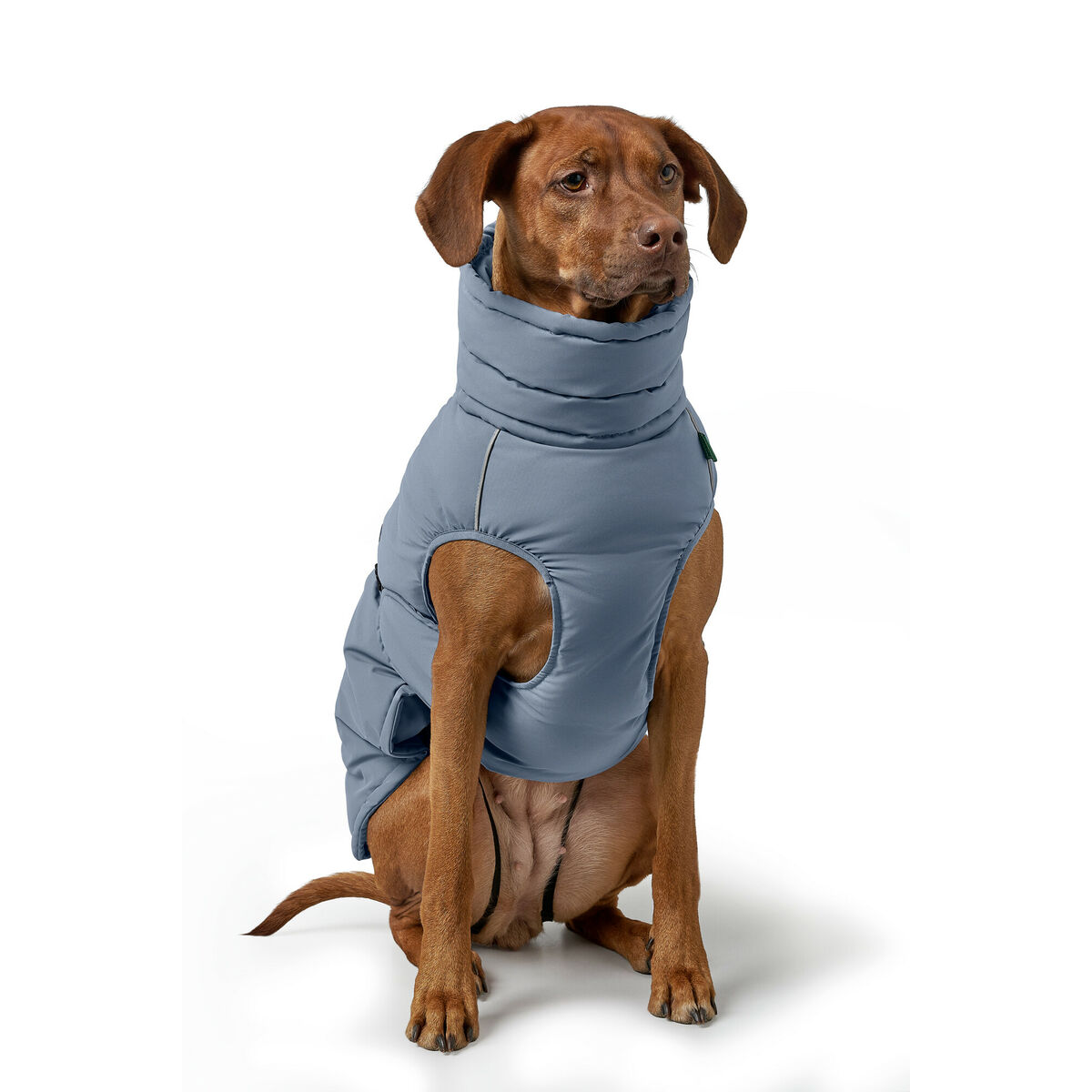 Image secondaire de Vêtements pour animaux de compagnie Hunter PAXSON Bleu Polyester