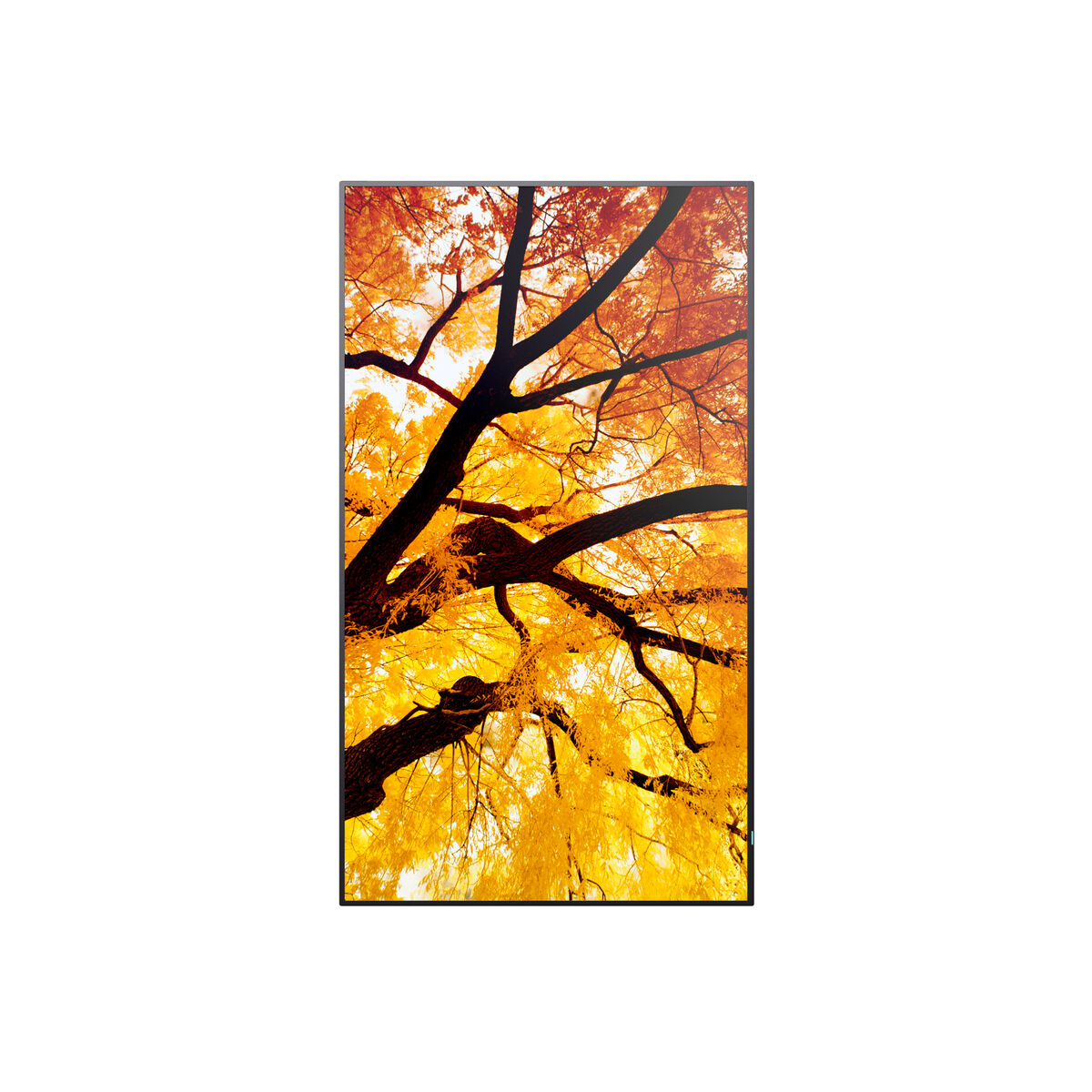 Picture of Videowall Monitor Sharp 60006052 Full HD 32"