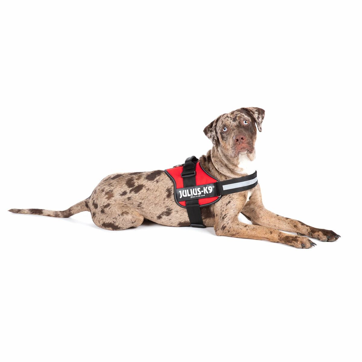 Hondentuigje Julius K9 Power Rood L/XL 2