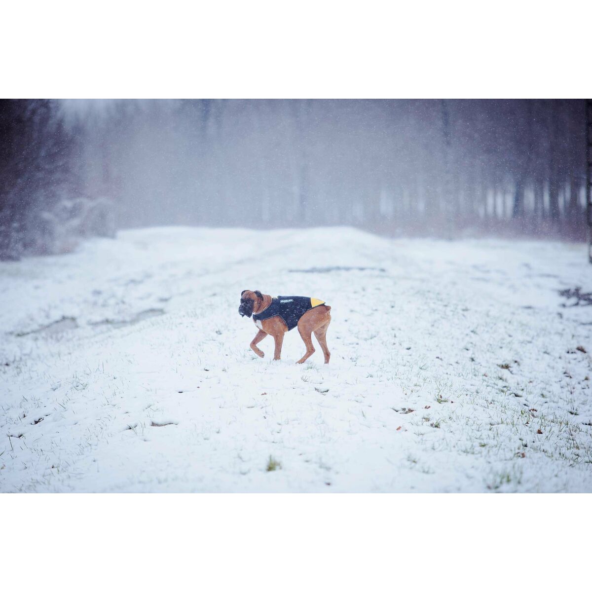 Dog Harness Julius K9 IDC L/XL 2, view 2