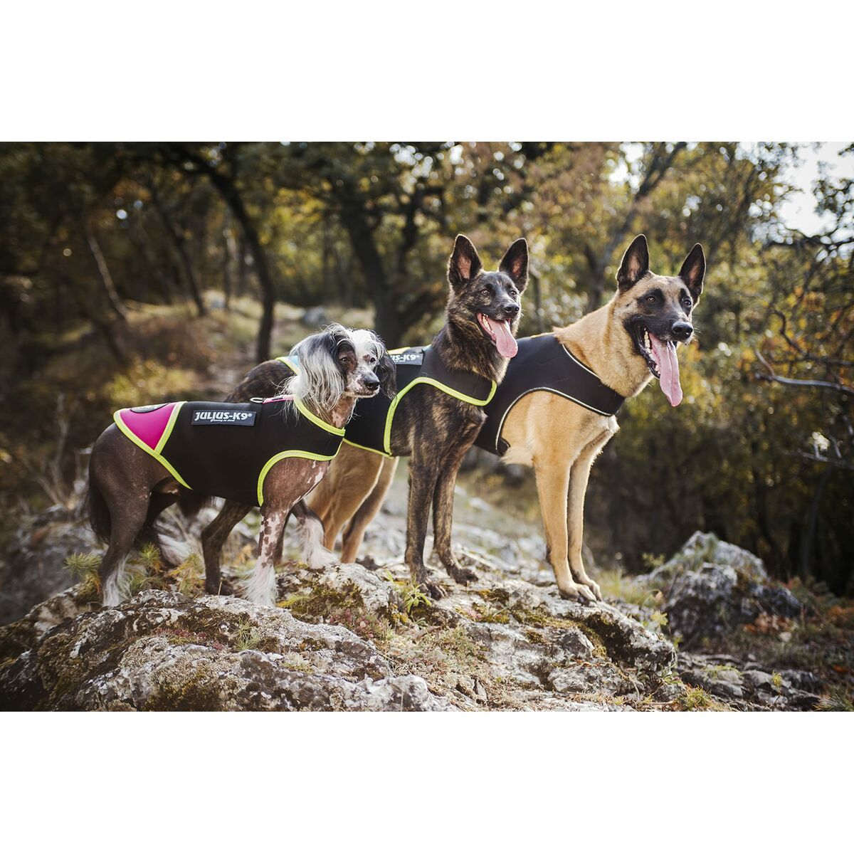Dog Harness Julius K9 IDC L/XL 2, view 5