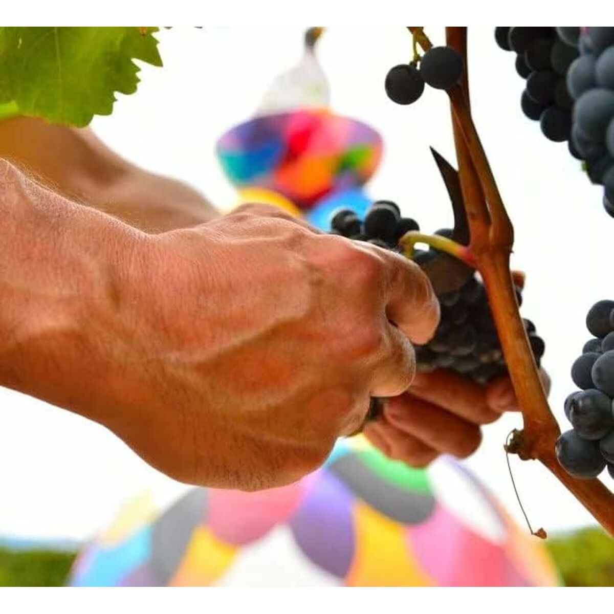 Red Wine Campo Viejo 1,2 kg