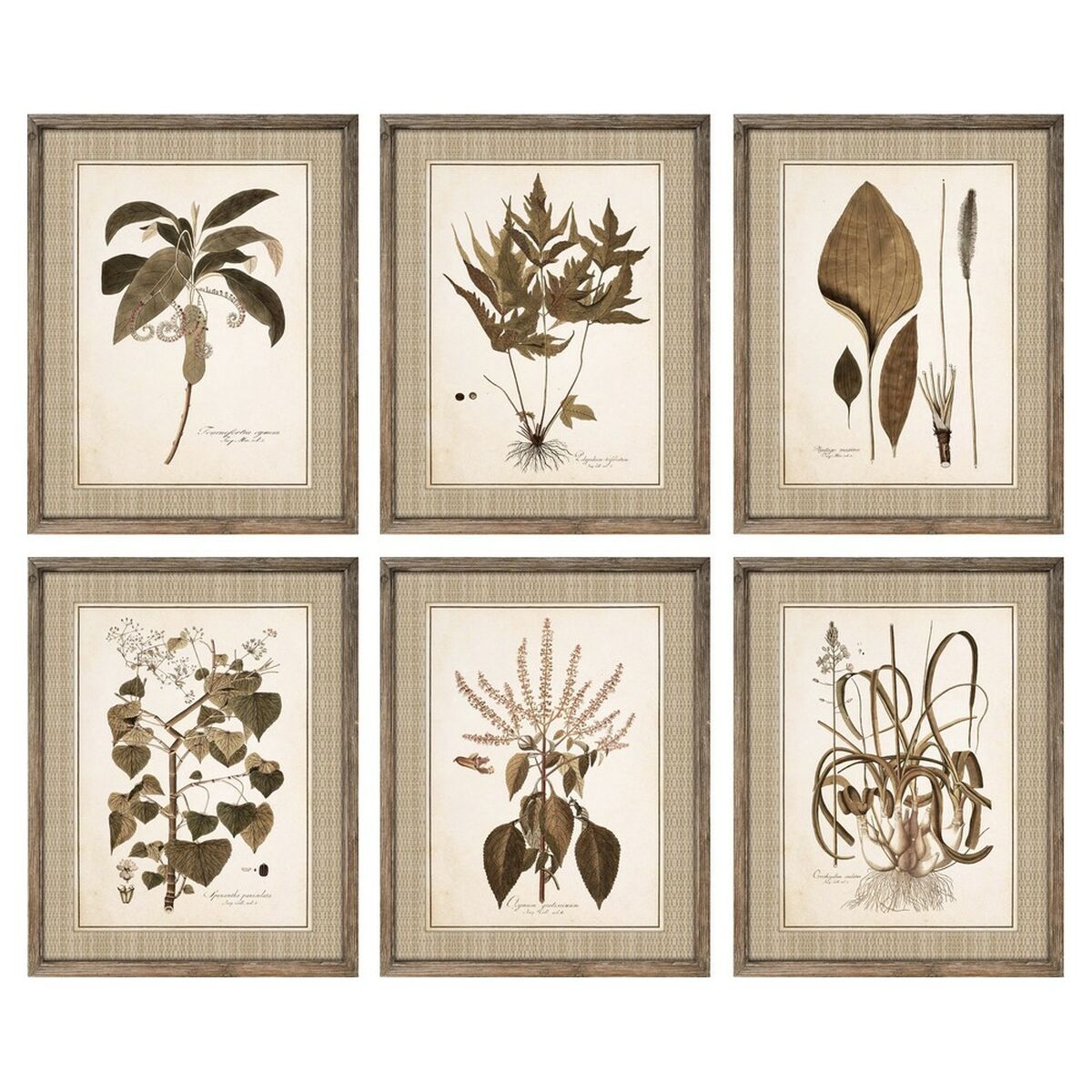 Cadre DKD Home Decor 55 x 2,5 x 70 cm Moderne Plantes botaniques (6 Pièces)