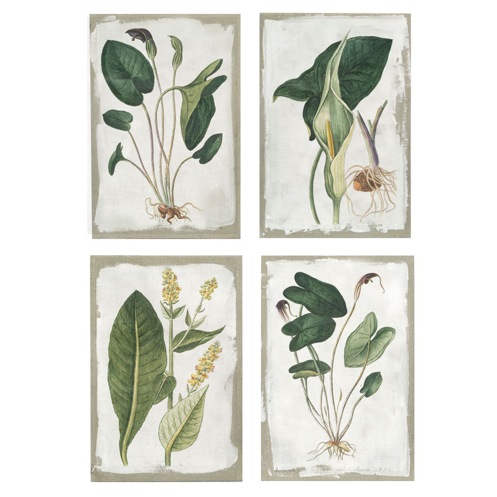 Painting DKD Home Decor Canvas Botanical plants (4 pcs) (40 x 3 x 60 cm)