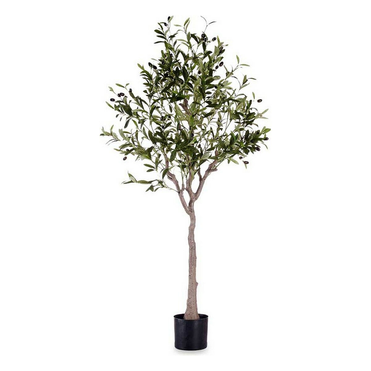 Plante
